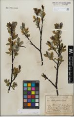 Foto von Salix glabra Scop.